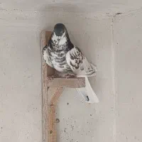 کبوتر شهری|پرنده|شیراز, شهرک کوثر|دیوار