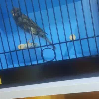 قناری نر توسی مست|پرنده|حمیدیه, |دیوار