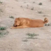 سگ نر|سگ|شاهین‌شهر, گرگاب|دیوار