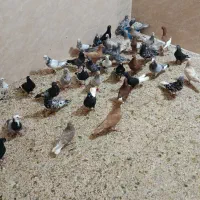 همه باهم فروشی سری دونه ای قیمت فرق میکنه