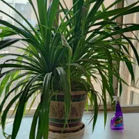 گل و گیاه آپارتمانی پاندانوس
