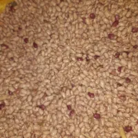لوبیا چیتی