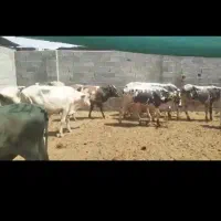 25راس گوساله نرخارجی