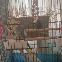 عروس هلندی و اوردک