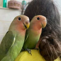 جفت کوتوله دستی صورت هلویی