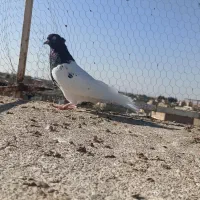 کبوتر