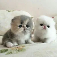 بچه گربه های پرشین اسکاتیش بریتیش زیبا|گربه|آبادان, |دیوار