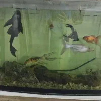 آکواریوم با بخاری تسویه وماهی|ماهی|مشهد, خواجه ربیع|دیوار