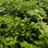 سبزی خورشتی رامهرمز