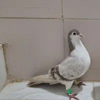 کلاغ دم لایی
