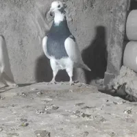 طوقی کبوتر|پرنده|اسفرورین, |دیوار