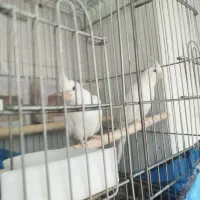 عروس هلندی البینو جفت