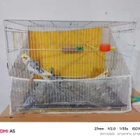 جفت عروس هلندی با جوجه