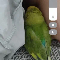 طوطی. برزیلی گمشده پول مژدگانی خوب داده میشود