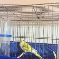 طوطی آوازه خوان