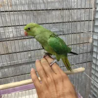 جوجه طوطی ملنگو و جوجه گرینچیک