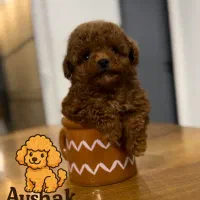 تاینی پودل دارک رد عکس ژورنالی نیست