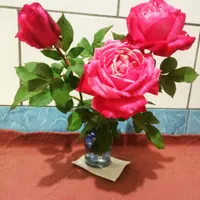 پبلوت همکف سالنی جهت اسکان