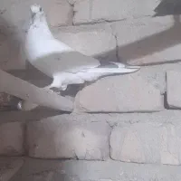 کبوتر ماده پرشی|پرنده|قم, آزادگان|دیوار