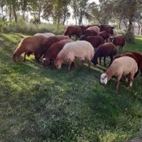 گوسفند افشار و مغان نر زنده در ماهدشت|حیوانات مزرعه|کرج, کیانمهر|دیوار