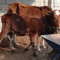 گاو. با  گوساله|حیوانات مزرعه|شادگان, |دیوار