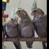 عروس هلندی|پرنده|شاهین‌شهر, گزبرخوار|دیوار