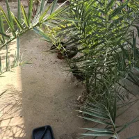 مرغ و جوجه محلی