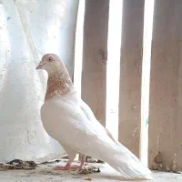 کبوتر فروشی