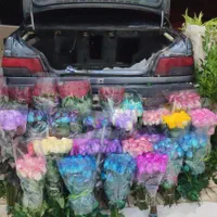 پخش عمده رز هلندی داودی عروس کادو هدیه دسته گل|گل و گیاه طبیعی|شیراز, جوادیه|دیوار