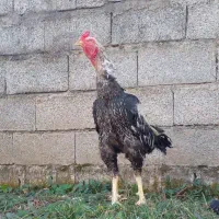 خروس لاری آماده همه چی تمام