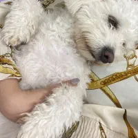 سگ شیتزو|حیوانات|یاسوج, |دیوار