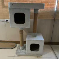 درخت گربه ژوانیت