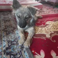 اشپیتز آلمانی|سگ|بندرعباس, |دیوار