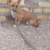 سگپاپی عشق آبادی نر|سگ|تایباد, |دیوار