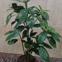 گل  آپارتمانی