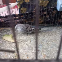 فروش مرغ عشق مولد و انگلیسی|پرنده|تکاب, |دیوار