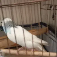 مرغ عشق|پرنده|تهران, بلورسازی|دیوار