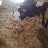 یه عدد تلیسه قرمز رنگ شرابی با گوساله ی نر|حیوانات مزرعه|لاجان, |دیوار