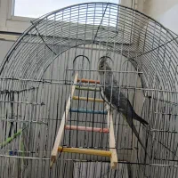 عروس هلندی ماده