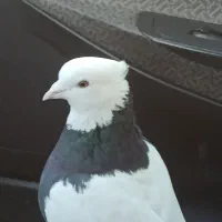 طوقی عطیقه|پرنده|مبارکه, |دیوار