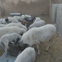 میش بره