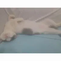 گربه بازیگوش