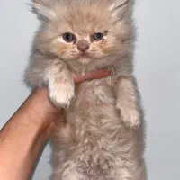 گربه واگذاری|گربه|کرمانشاه, |دیوار