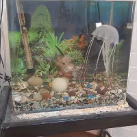 آکواریوم منحنی باتمام وسایل