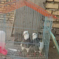 طوقی درجه یک