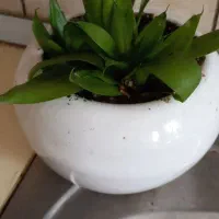 قلمه سینگونیوم وبرگ انجیری وگلدونها|گل و گیاه طبیعی|مشهد, چهارچشمه|دیوار