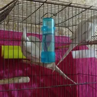 عروس هلندی البینو شرط خالص و مولد|پرنده|شادگان, |دیوار