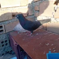 چندتاپرنده