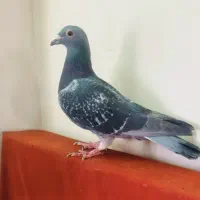 کبوتر جان اردن خالص  ماده