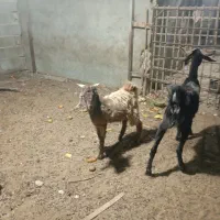 بز کهره دار|حیوانات مزرعه|سعدآباد, |دیوار